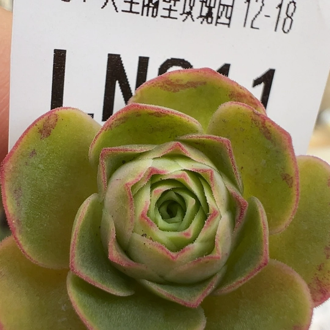 露妮811潘系白龙璃龙侧芽中