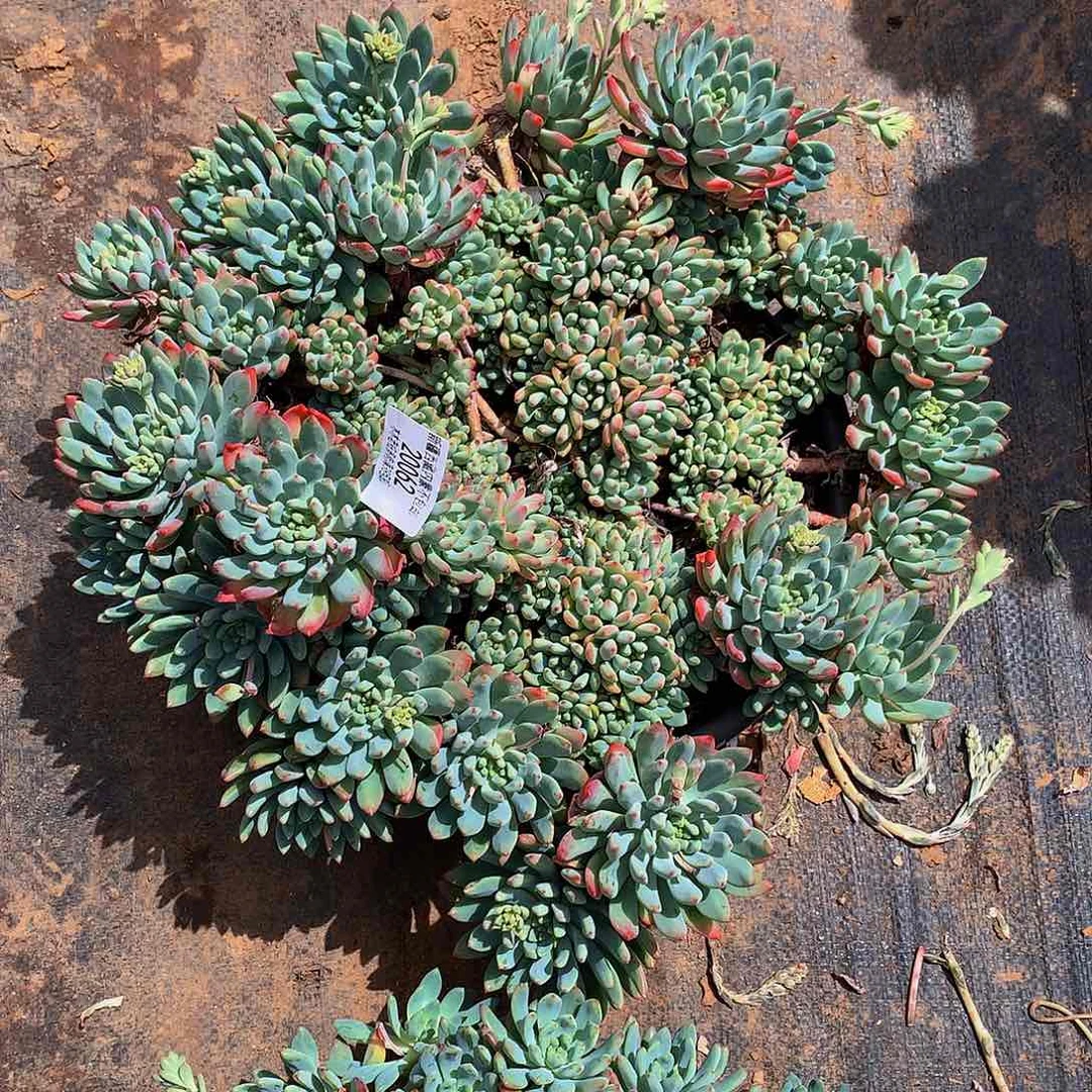 鑫*轩   蓝苹果20062