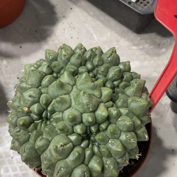 非花玉缀化一物一拍202