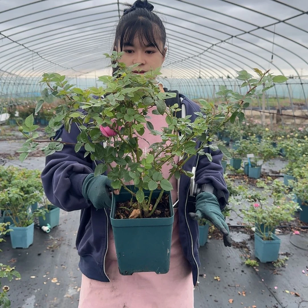 木村初见1.5加仑扦插