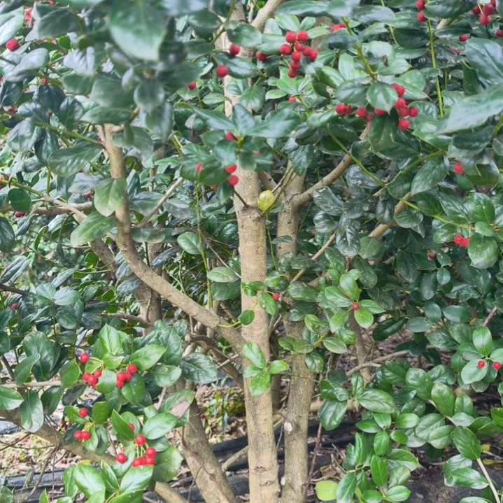 完全开放金玉满堂无刺枸骨