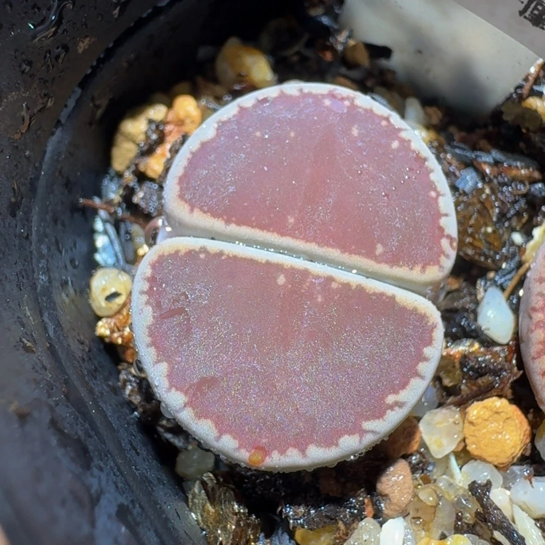 板娘有好东西1210