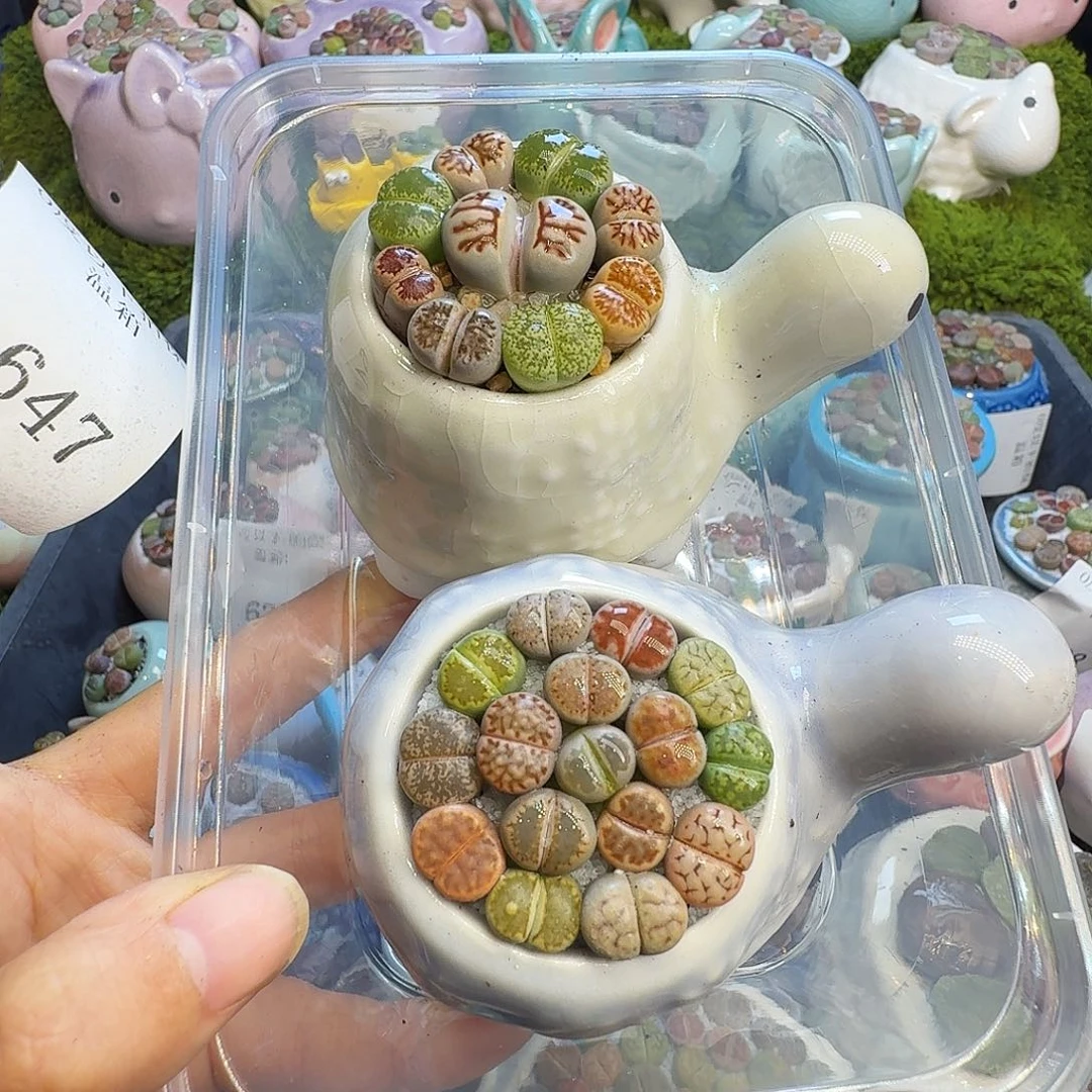 多肉植物福利冲647