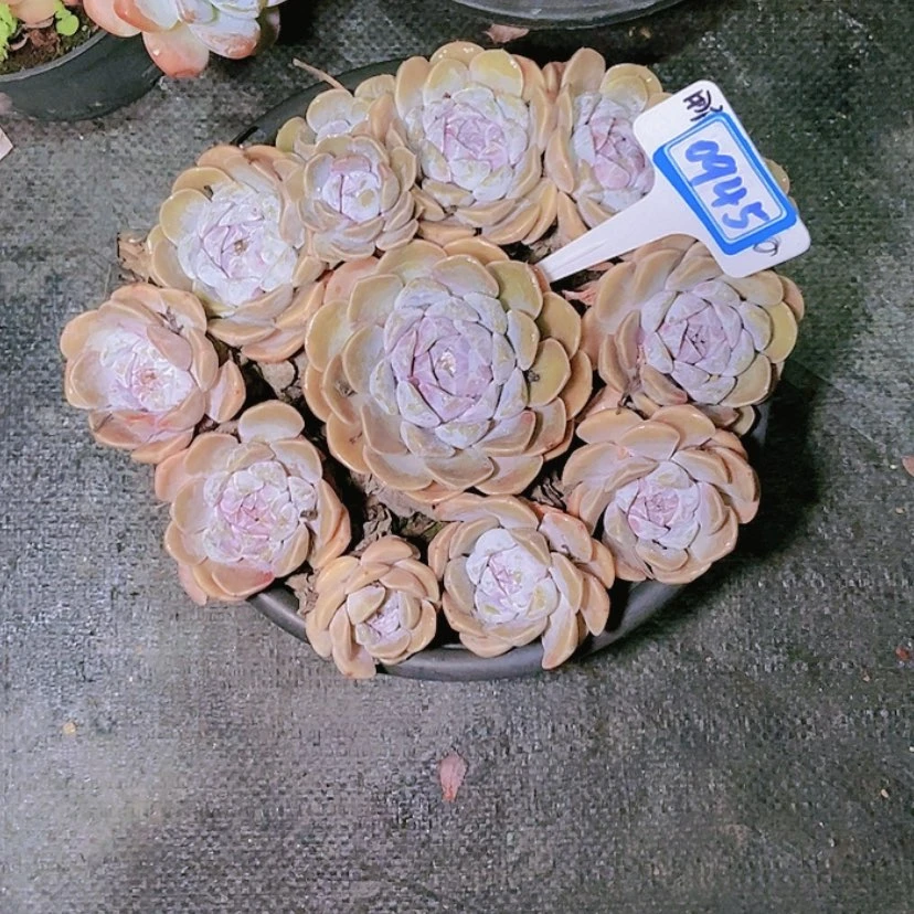 【闪购商品】蜜***莓0945