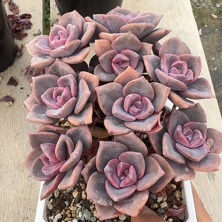 彩虹糖多肉植物的生长