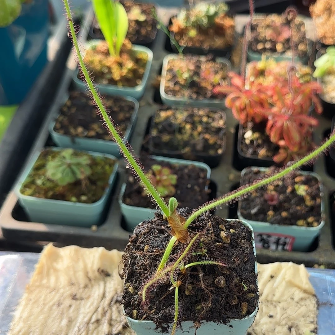 无花朵螺旋茅膏菜