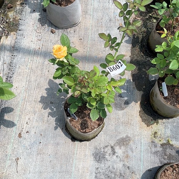 无花朵杏色皇后602号