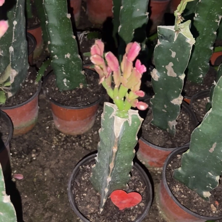 用***6当前无花栽培后可以开花078  22