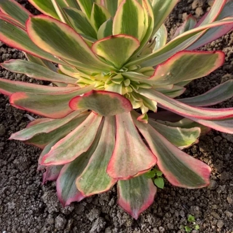 ~****~29魅影满25包邮多肉