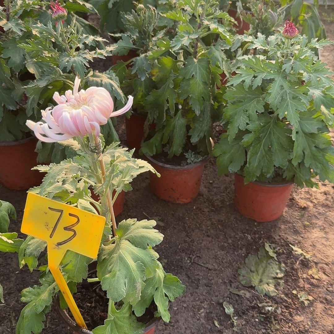 蔡***痴大部分花苞少量开放73真实