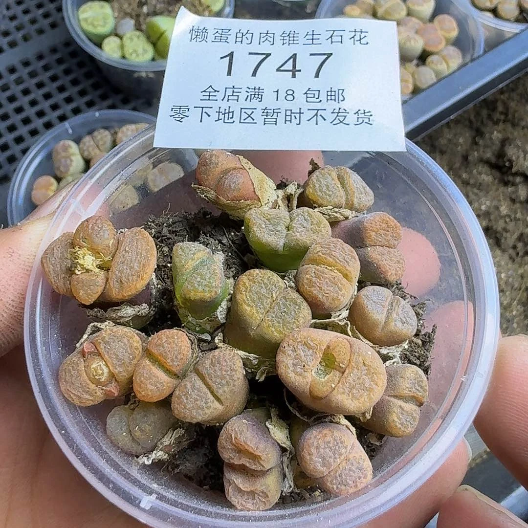 1747 哈哈哈哈哈哈哈哈哈哈