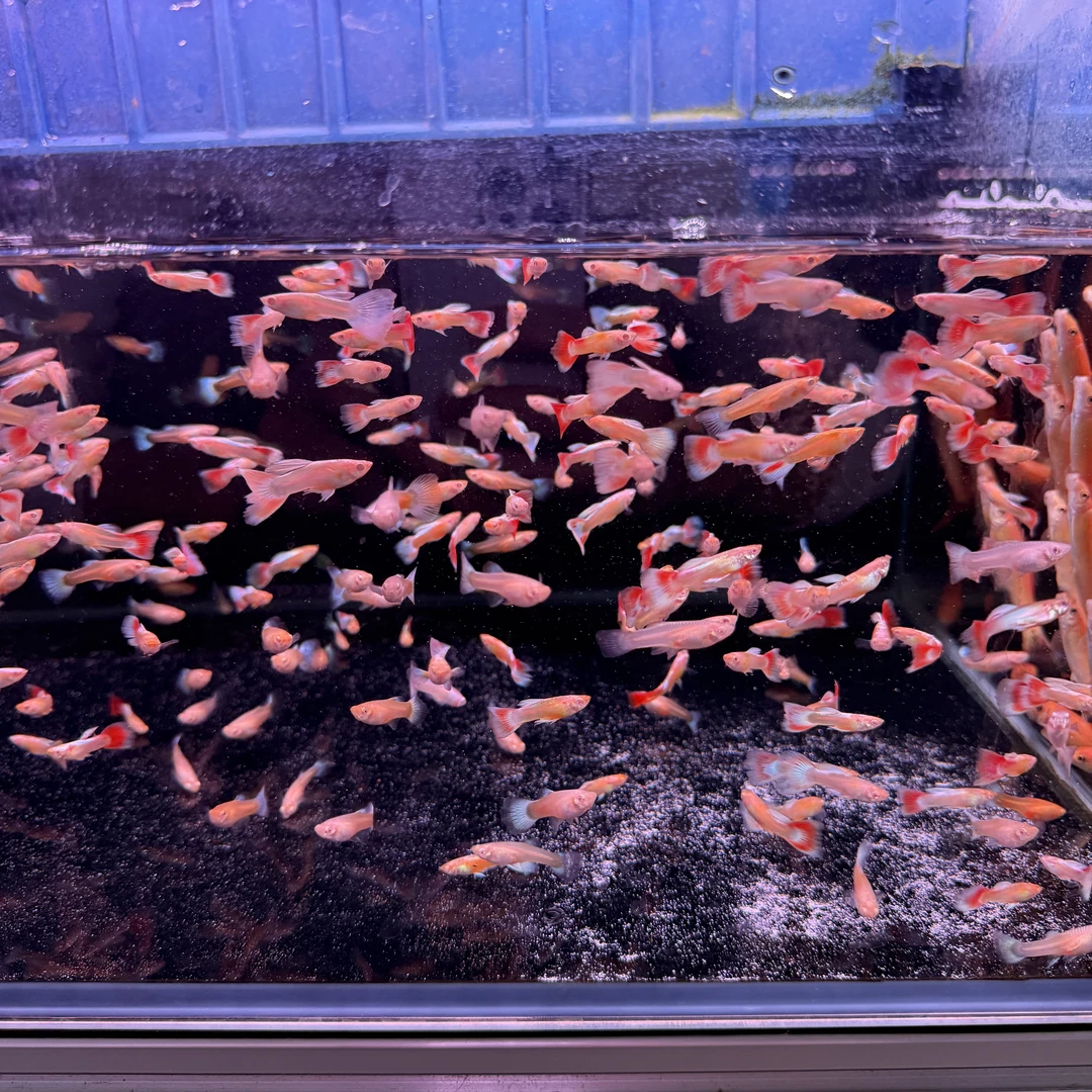 火烧云孔雀鱼 热带鱼 可繁殖 10条/单（公母搭配）