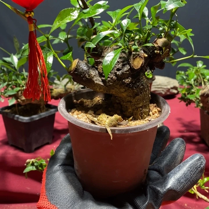 当前无花朵，栽培后可花朵茶***，