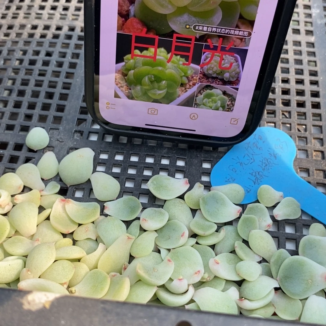 甜心803叶片一个