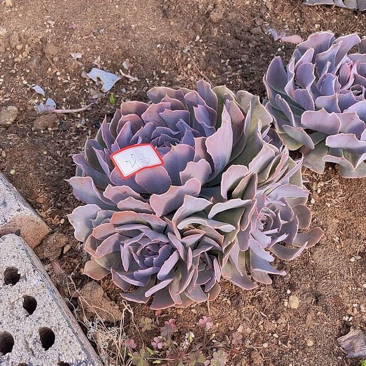 沙漠之星29杠3号