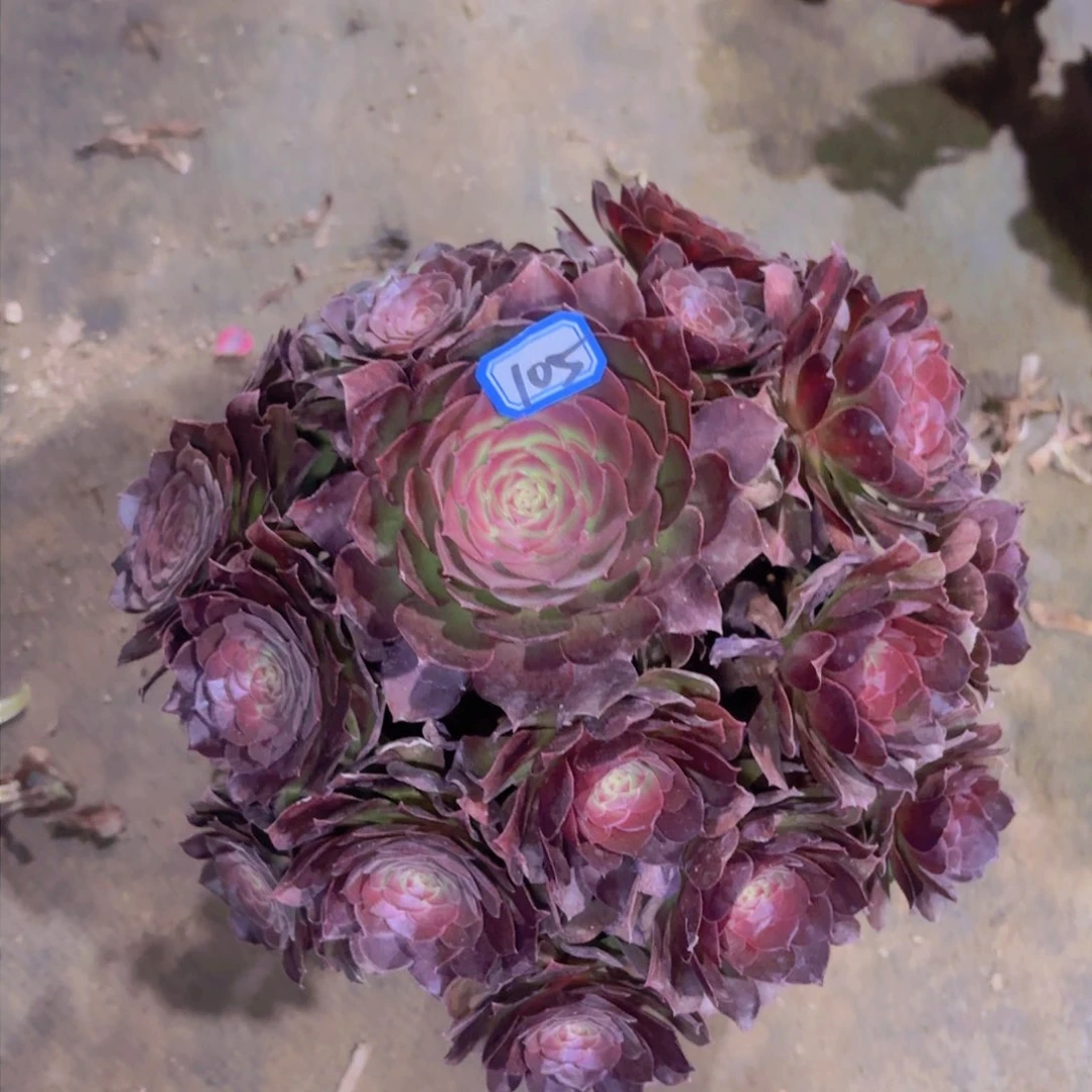 抹茶法师多肉105