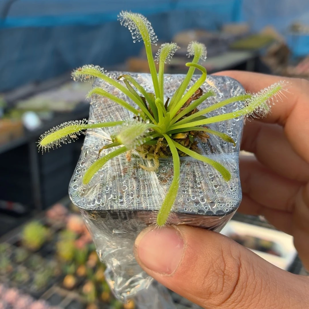 绿色茅膏菜多肉9.9包邮发货