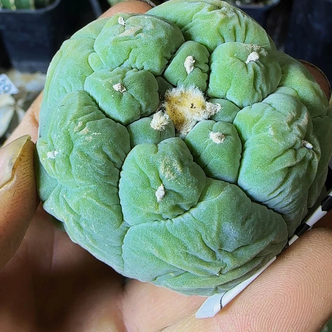 仙525有根的仙人球