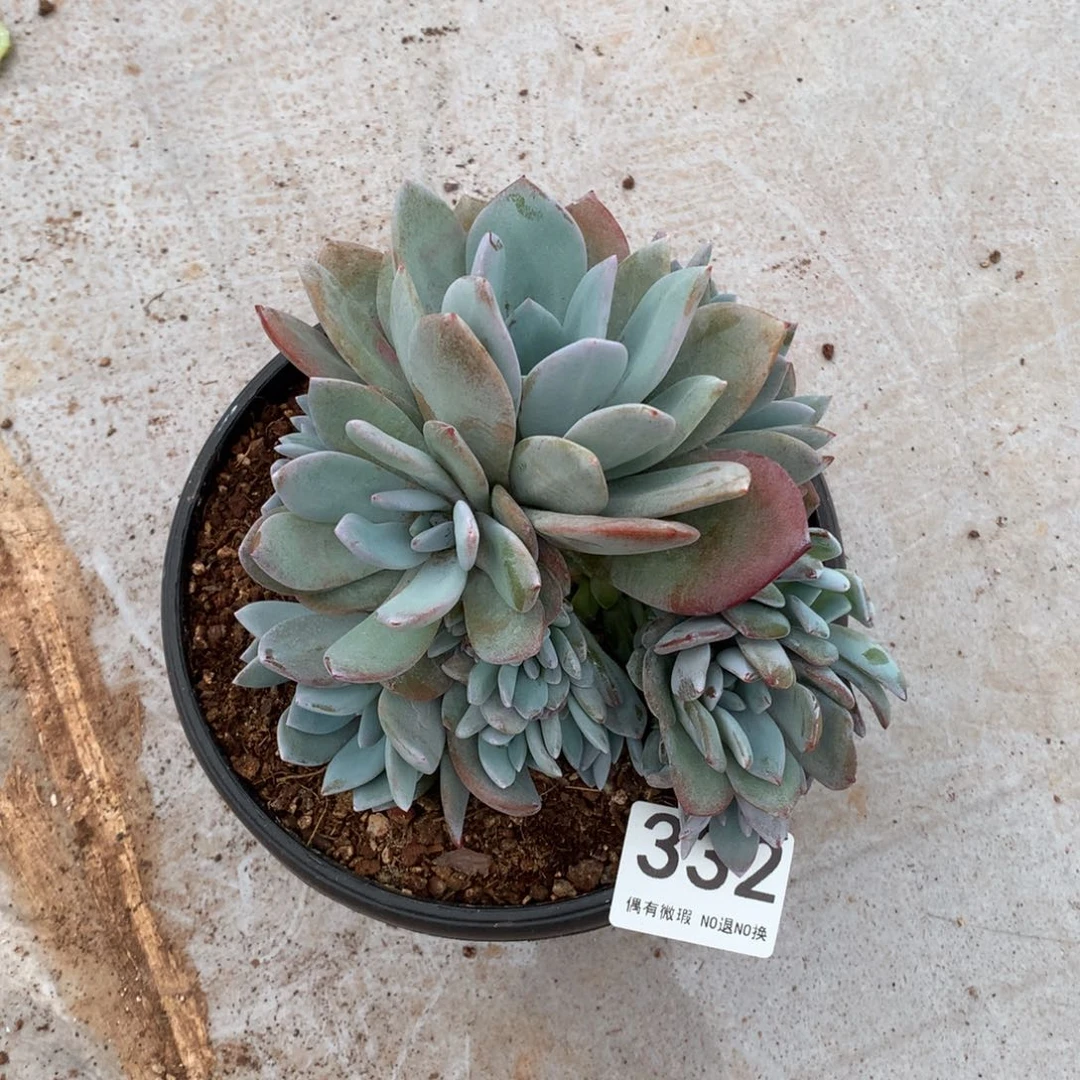 332奶茶多肉植物撑裂