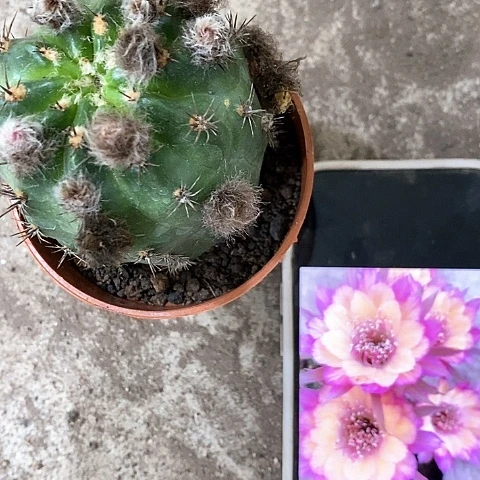 极光，5公分左右34678