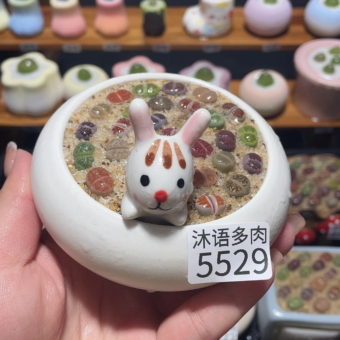 带盆土植物 一物一拍5529