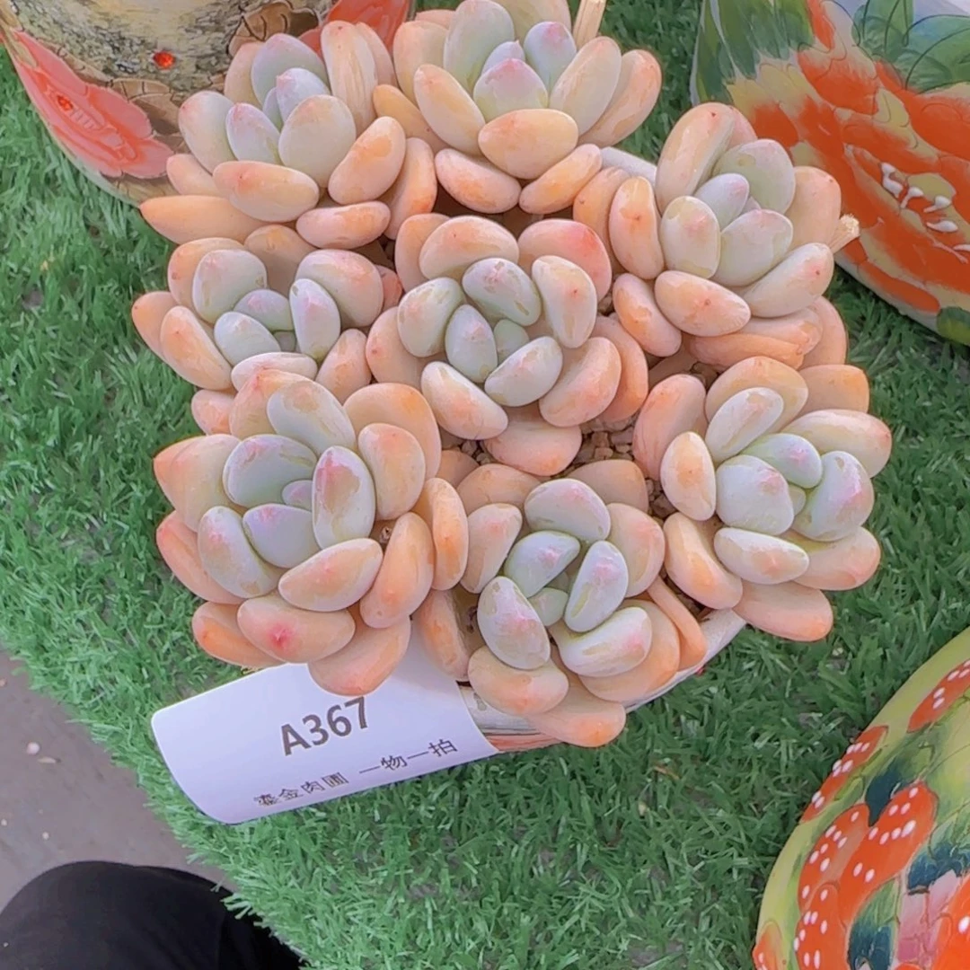 西****A367珍舞奶
