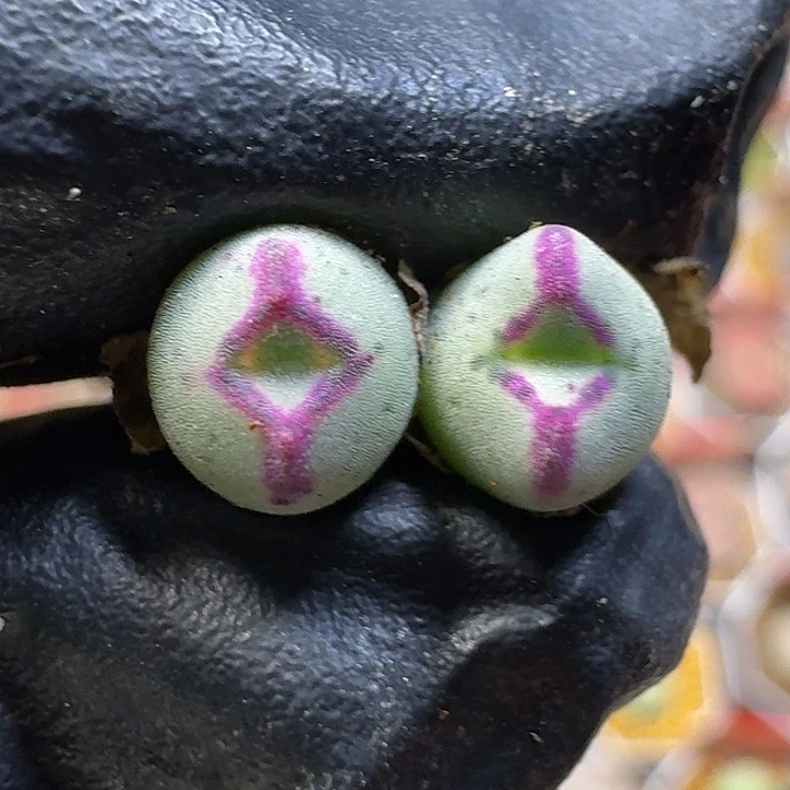 生石花11112。  1.0左右。   159