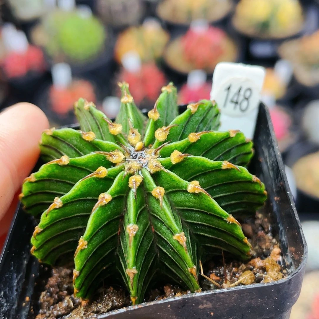 非偏远地区满25发货仙人球