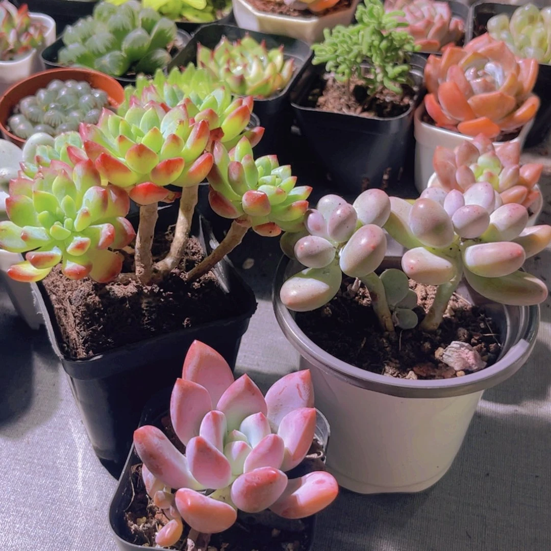 蓝苹果。 芭比奶。 奥普