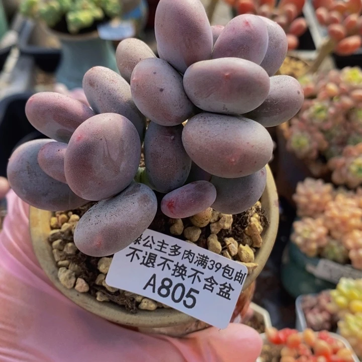 大叶奶8vm805多肉植物