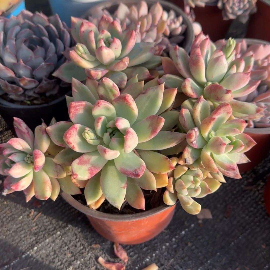 无花朵120六头璀璨