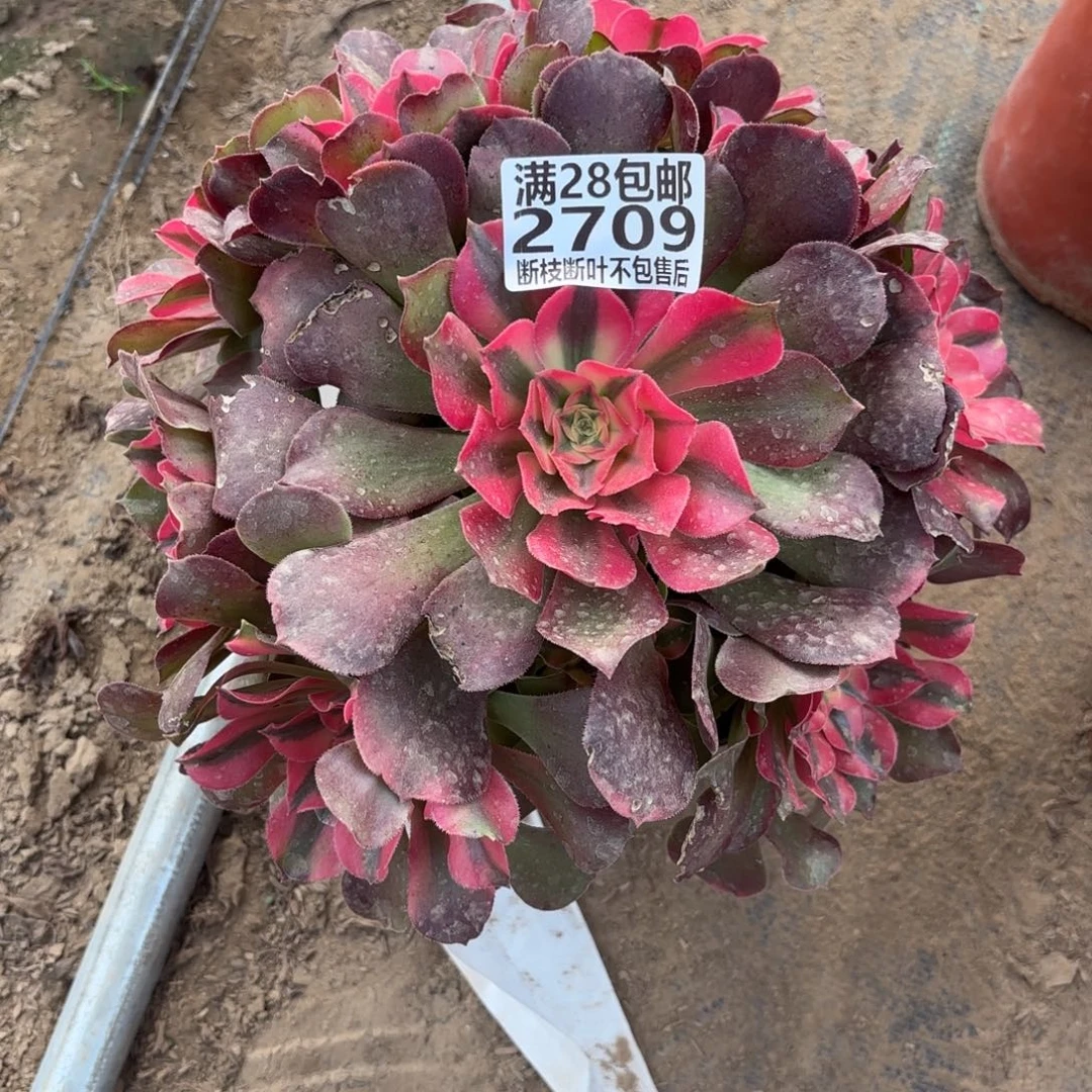 N. 2709香妃多肉汤，cede