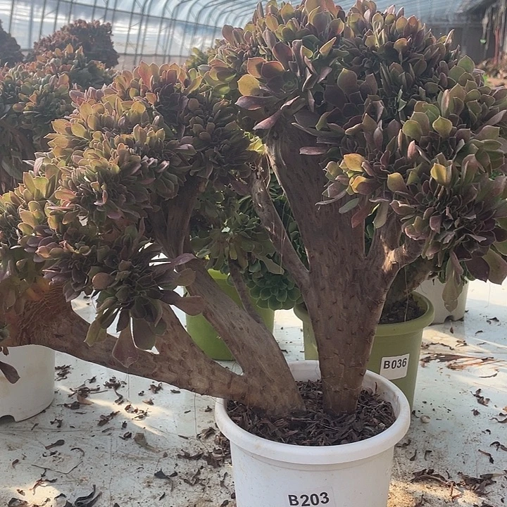 B203柠檬缀化35-1脱土包邮