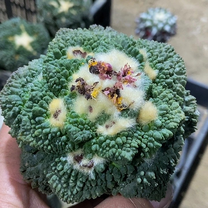 无花朵福利绣普细颗粒大尤满尤怒涛牡丹819