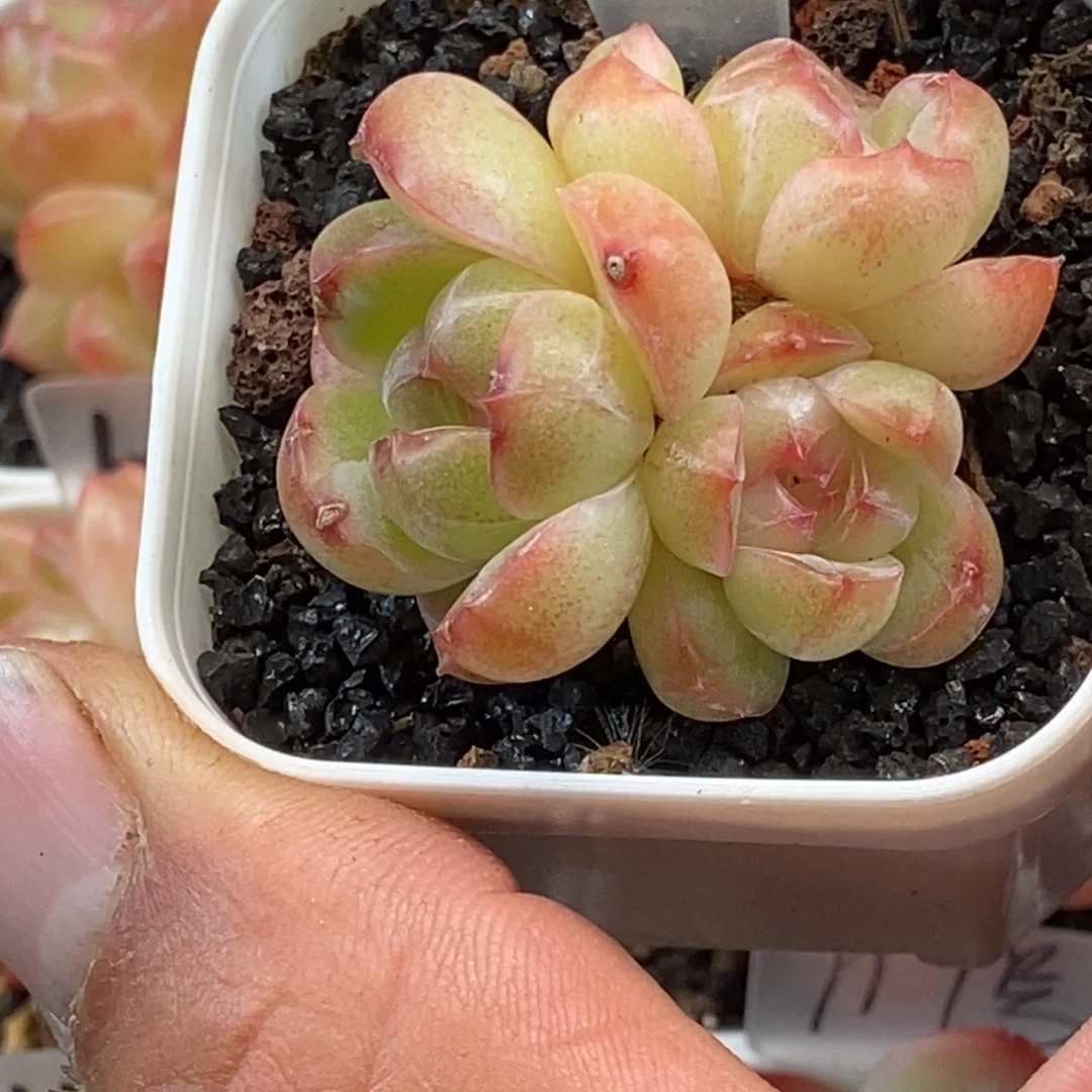 天官赐福百无禁忌