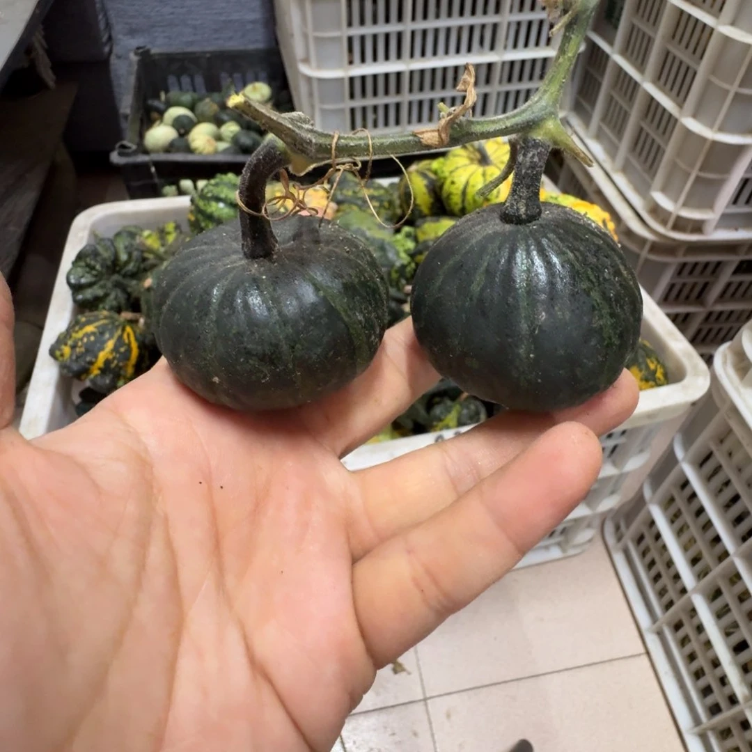 狐***人青皮葫芦不退不换