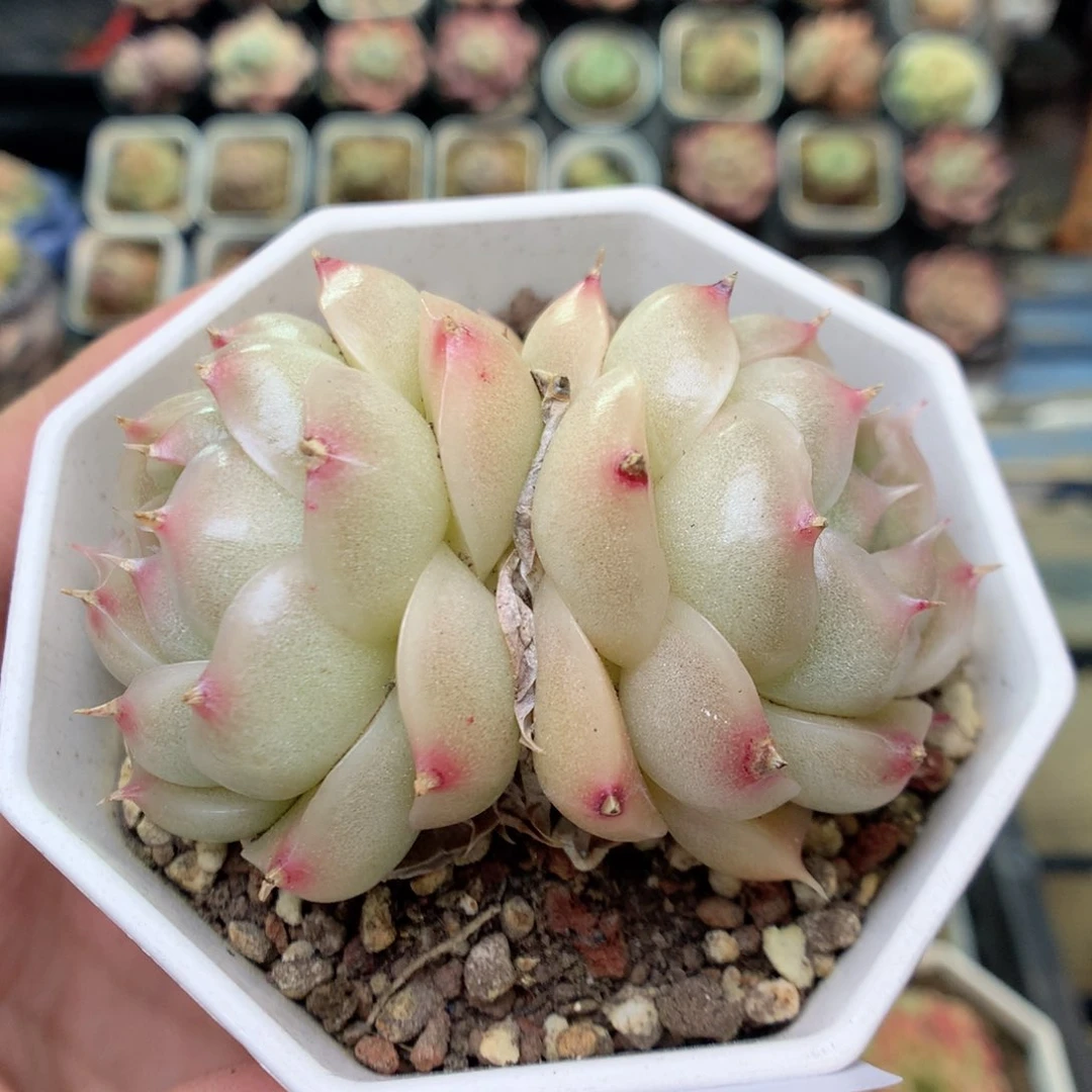 G113 ，20包邮两天凑单偏远不发货