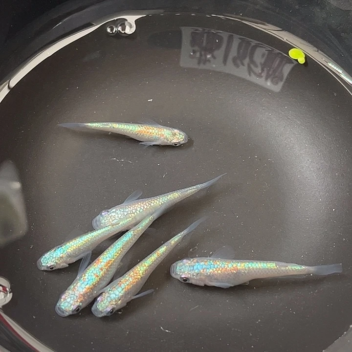 青鳉鱼海王星6条68号