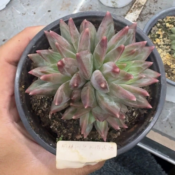 美人杂交 一物一拍