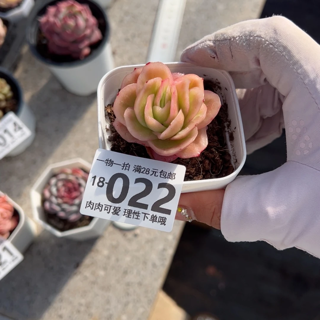 冰玫瑰多肉多肉多肉多肉