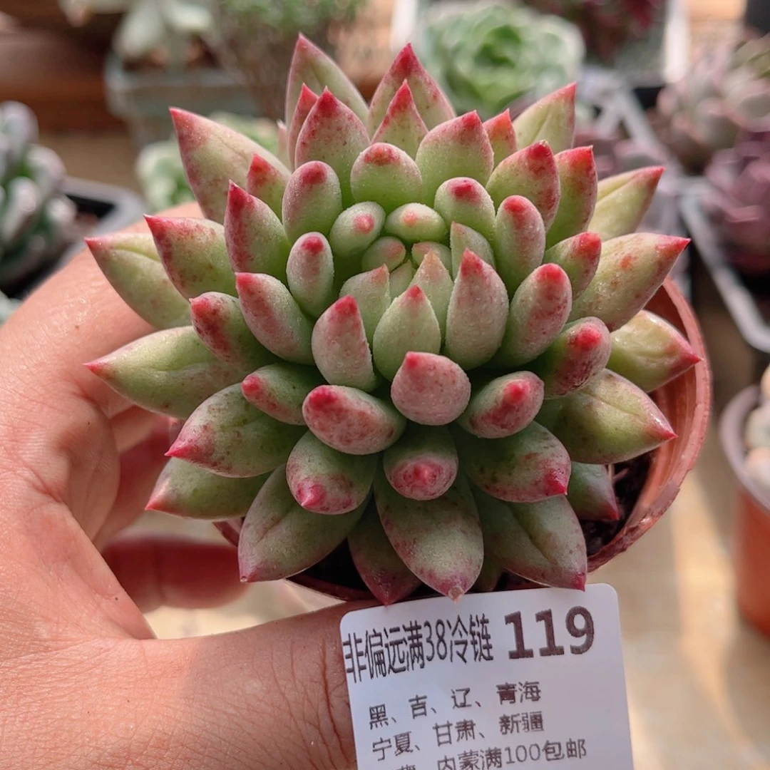 119二代虞美人德华多肉