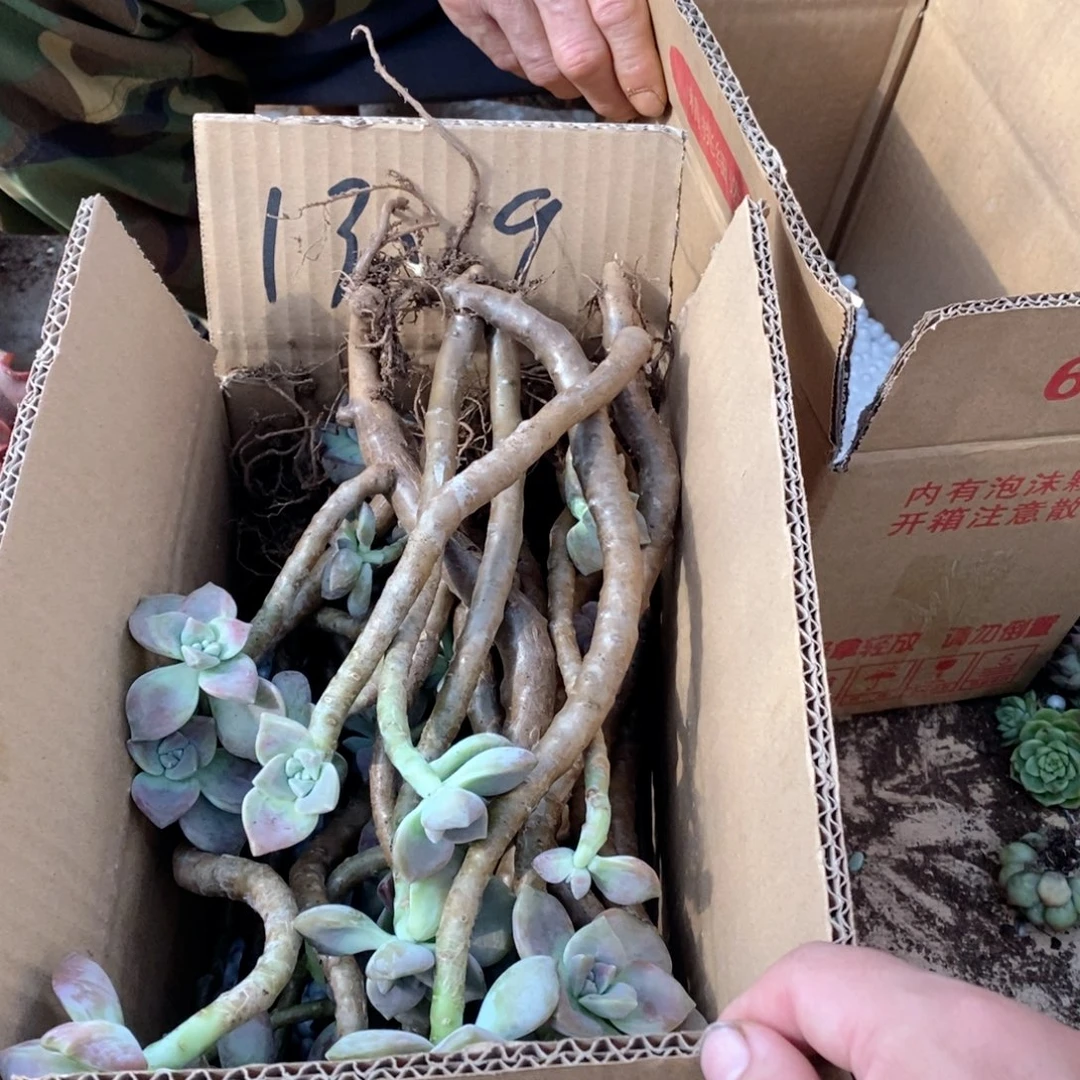 13.9紫乐老桩一箱