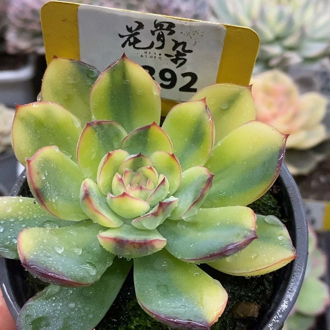 392哈哈哈哈哈哈公里