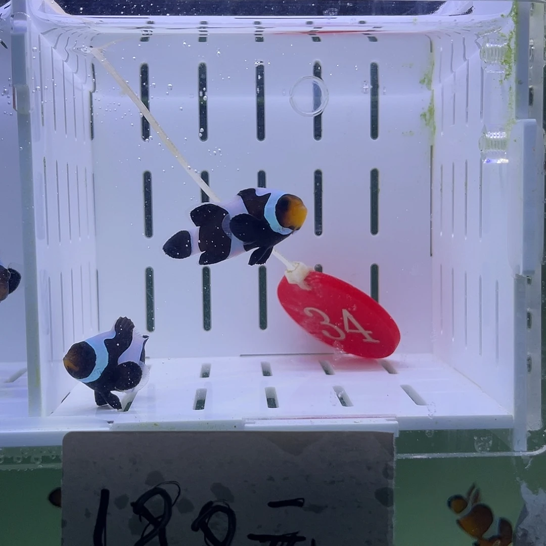 海水鱼黄冠奥黑小丑