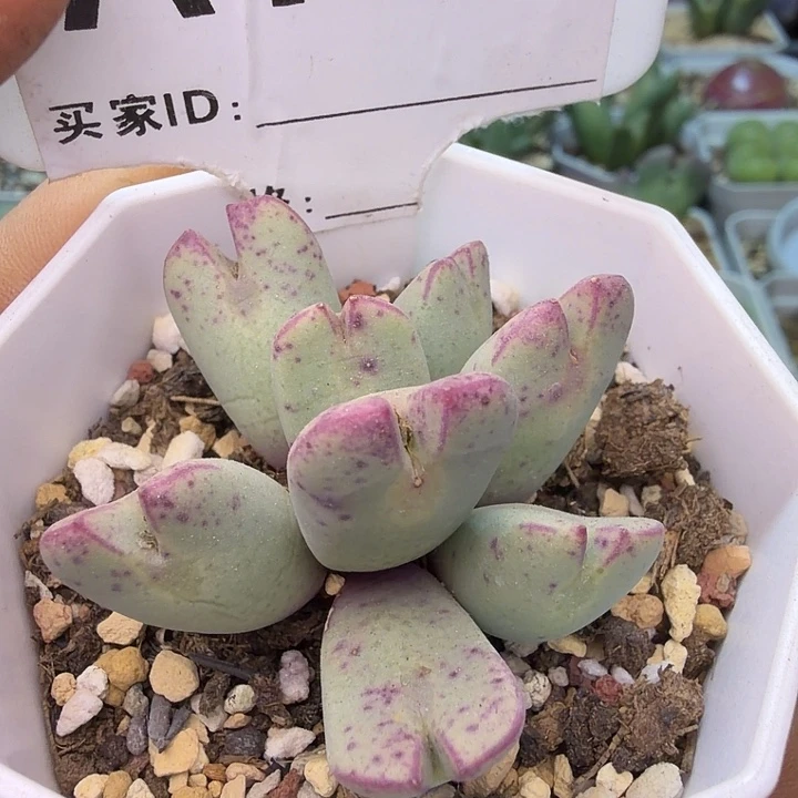 108。满38包邮肉锥