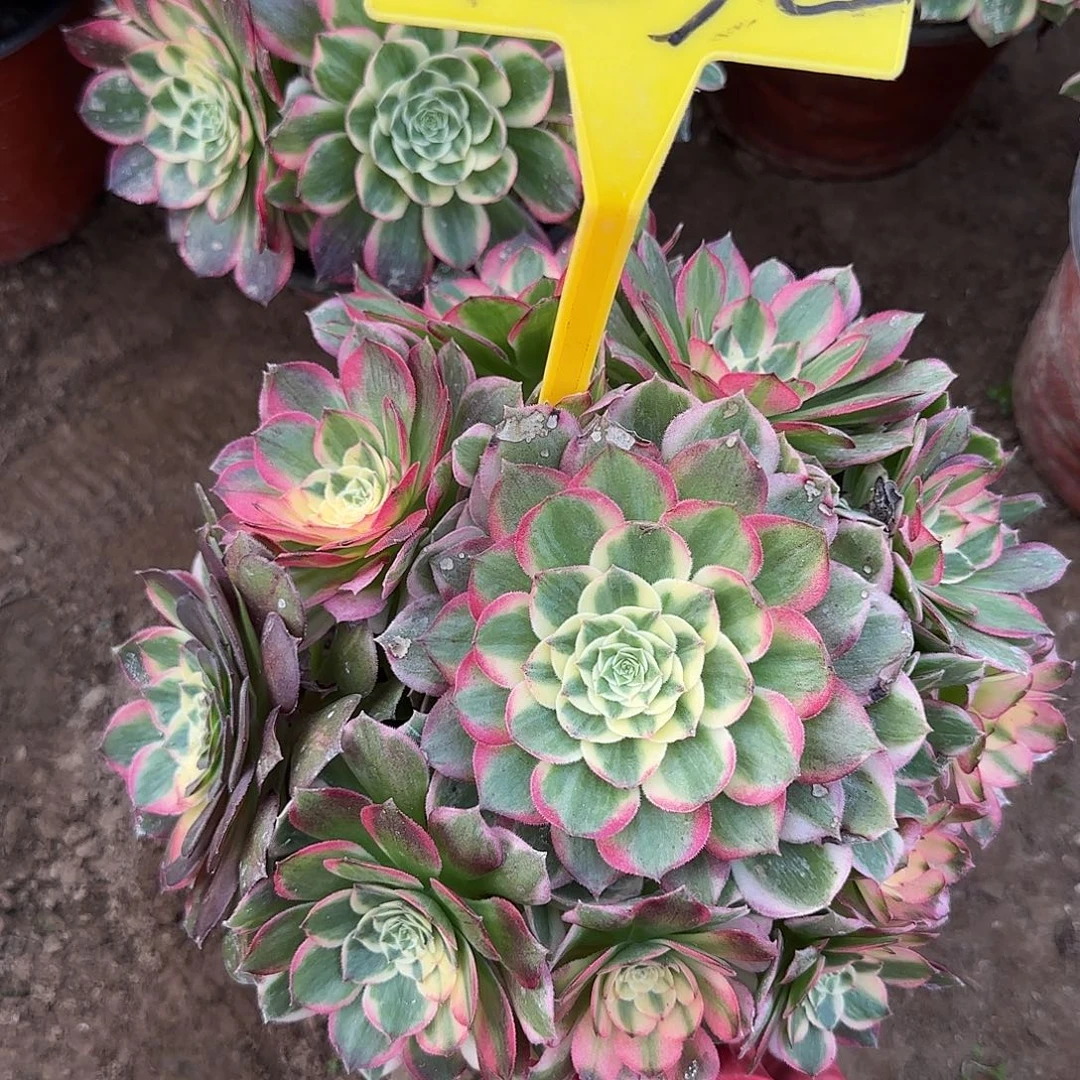 4232--+海王多肉植物