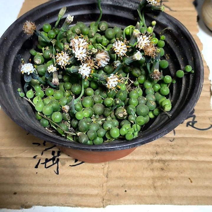 满9元包邮，佛珠大盆