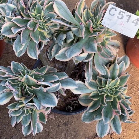 闹514灿烂缀断枝不包