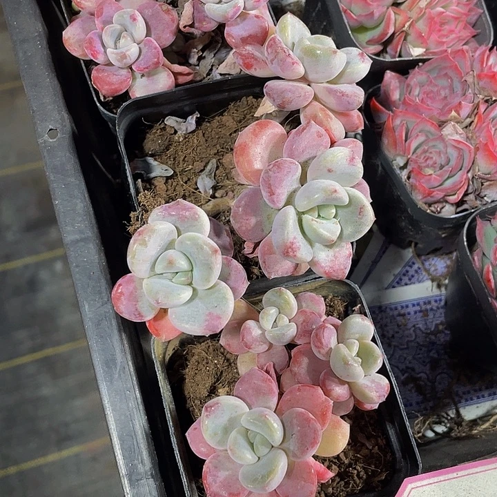 三头花瓣路带盆土发货