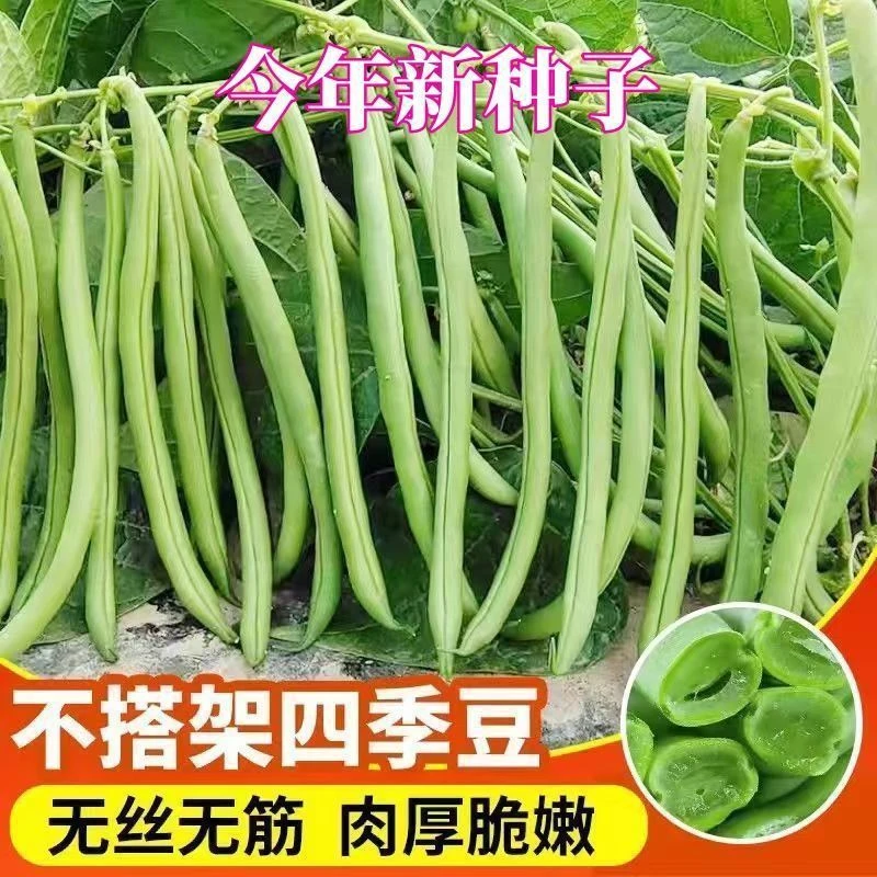 无架四季豆无筋地豆种子四季豆矮生不搭架阳台蔬菜种子G